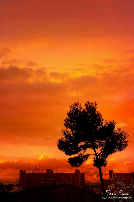 Baum himmel nachglühen
 roter am morgen
