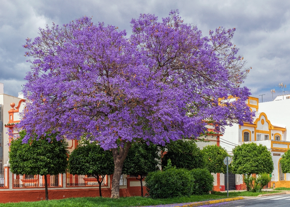 Jacaranda tree purple flower