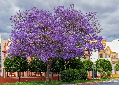 Foto Jacaranda
 albero viola fiore