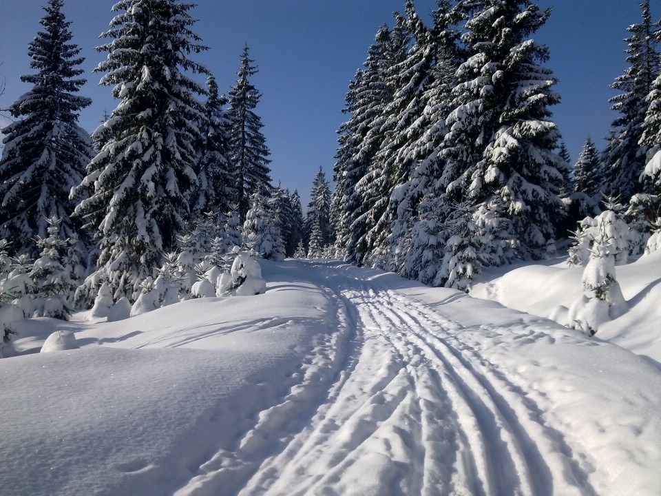 śnieg zima drzewo zjawisko geologiczne
