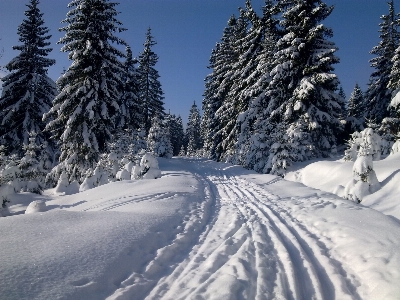 Foto Neve inverno árvore fenômeno geológico
