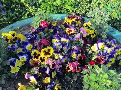 Foto Amores-perfeitos
 flores flor planta com flor
