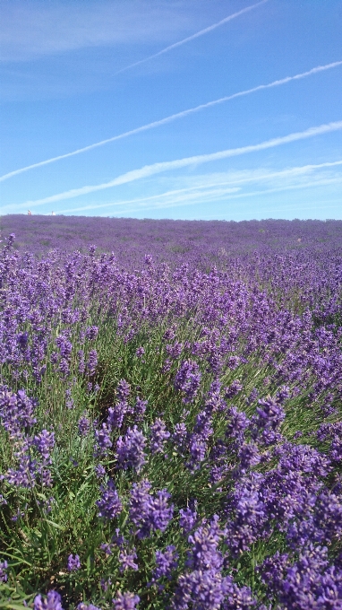 Lavender field flowering plant flower