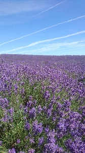 Lavender field flowering plant flower Photo