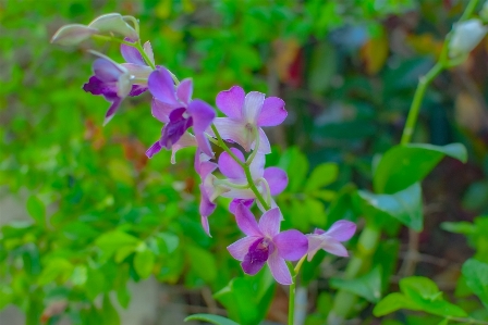 花 開花植物
 植物 花弁 写真