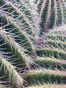 Cactus vegetation terrestrial plant thorns Photo