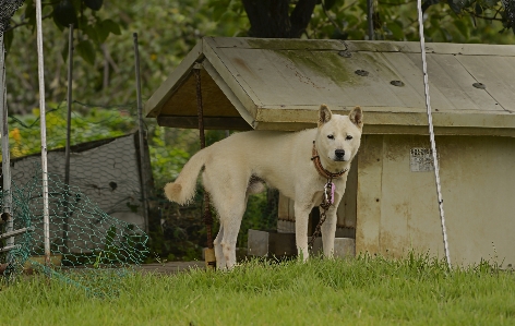 Natural mammal vertebrate dog Photo