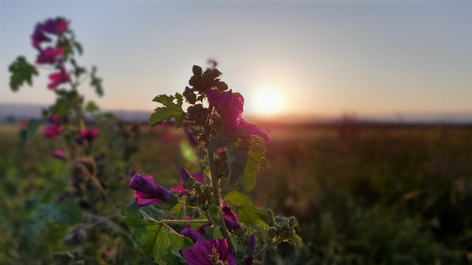 花 日落 阳光 场地