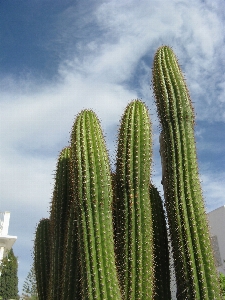 Foto Flor planta com flor
 plantar pétala