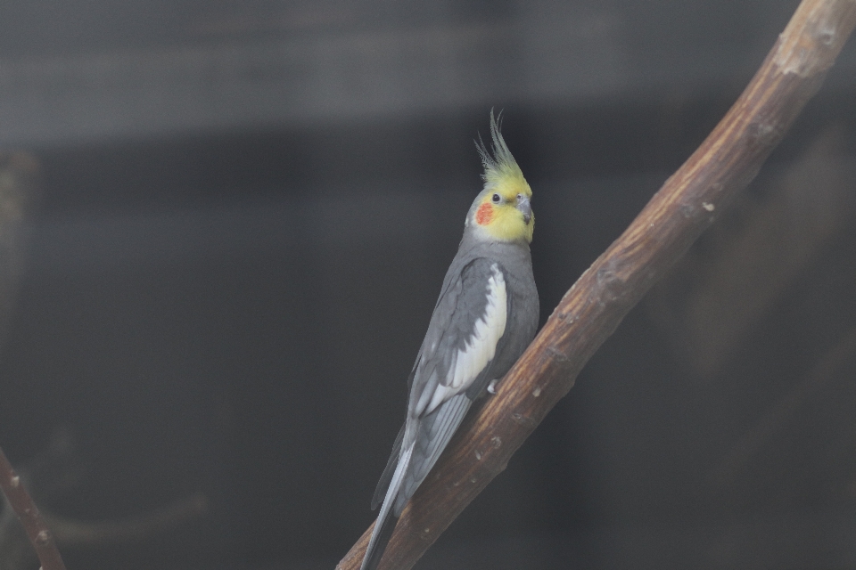 オウム 鳥 嘴 オカメインコ
