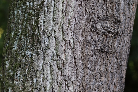 Baum bellen muschelrinden-hickory
 süße birke
 Foto