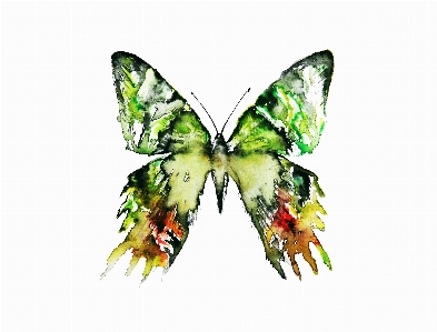 Surreal green butterfly painting Photo