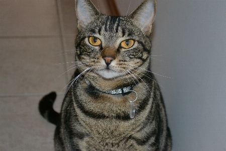 Cat mammal vertebrate whiskers Photo