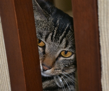 Cat whiskers small to medium sized cats mammal Photo