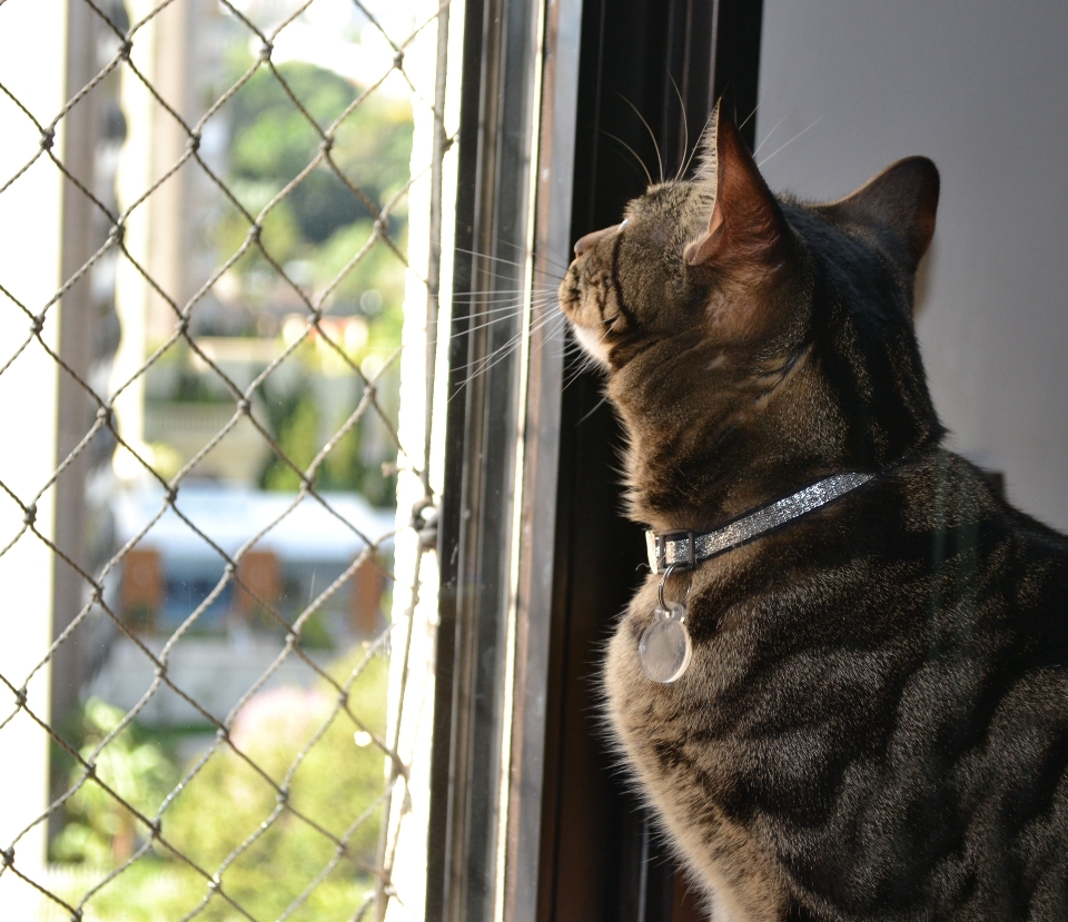 Gato mamífero félidos
 gatos pequeños a medianos
