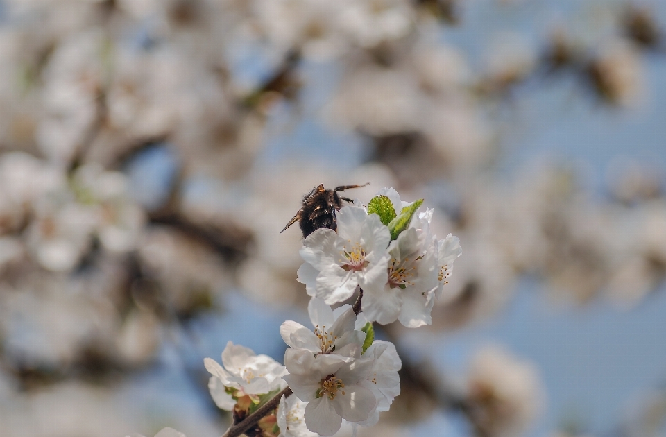 Natural flower honeybee blossom