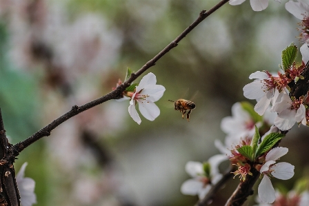 Zdjęcie Naturalny kwiat wiosna kwitnąć