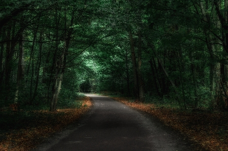 Green forest road contrast Photo