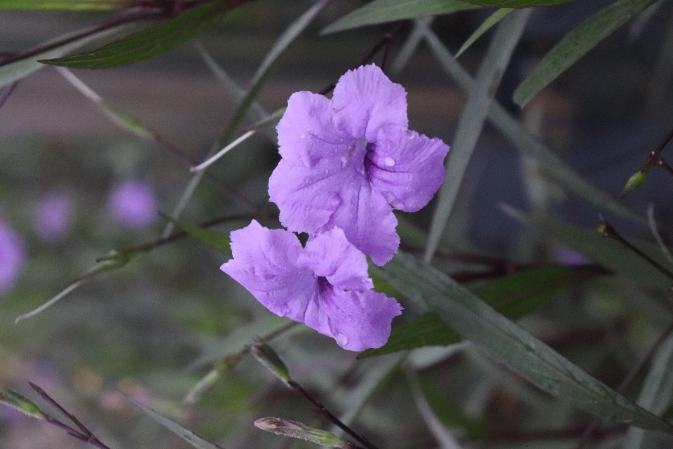 Fleur pétunia mexicain
 pétale usine