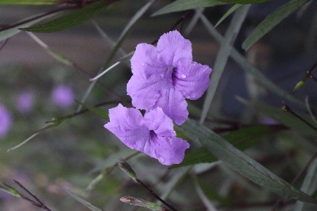 Flower mexican petunia petal plant Photo