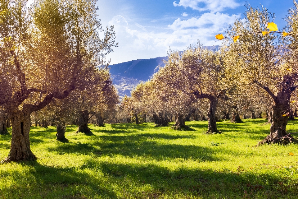 Nature natural landscape tree sky