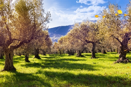 Nature natural landscape tree sky Photo