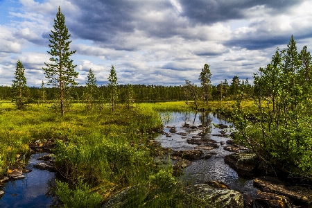 Landscape natural nature larix lyalliisubalpine larch Photo