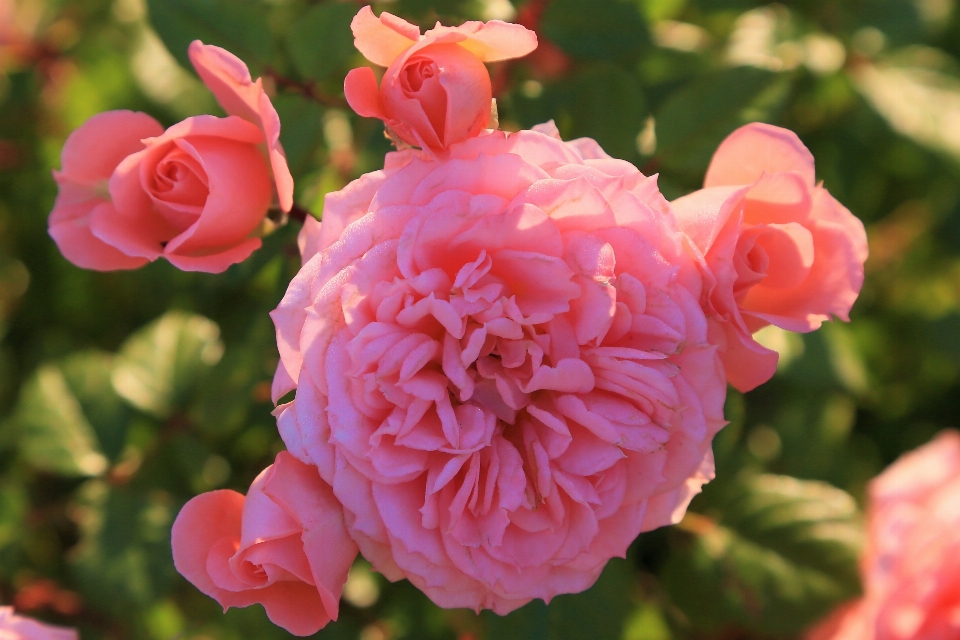 Rose printemps nature vert