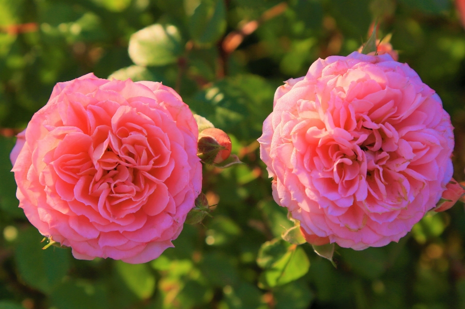 Rose printemps nature vert