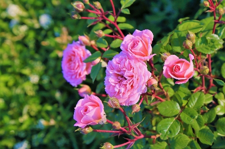 Gül bahar doğa pembe Fotoğraf