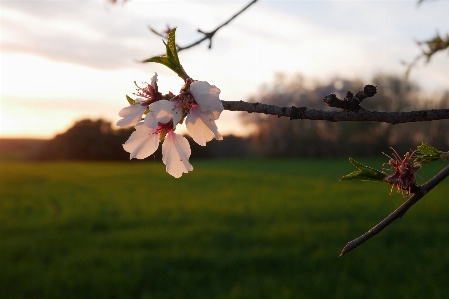 Spring almond trees sun Photo