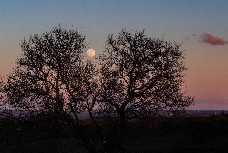 Foto Bulan langit pohon fenomena atmosfer
