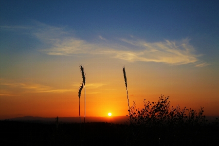 Sunset sun landscape herbs Photo