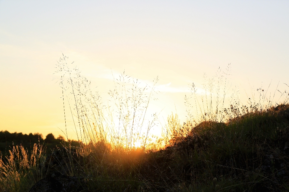 Sunset sun landscape herbs