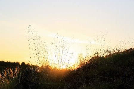 Sunset sun landscape herbs Photo