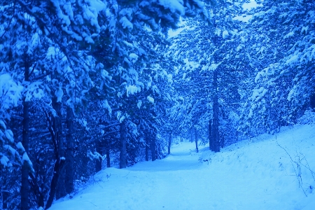 Foto Nevicare inverno pino natura