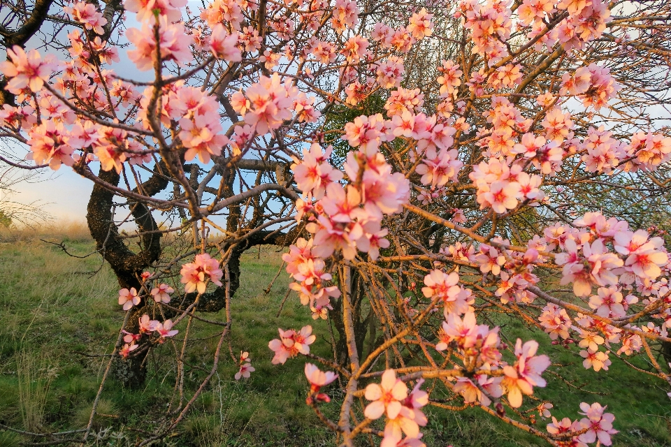 Fiori primavera natura albero