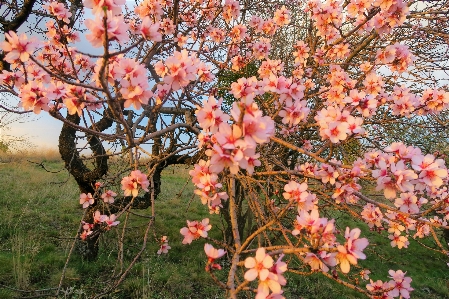 Flowers spring nature tree Photo