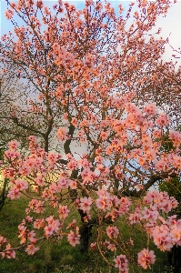 Flowers spring nature tree Photo