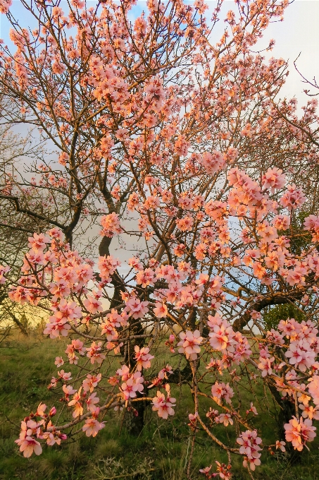 Blumen frühling natur baum