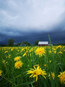 Thuderstorm flowers horizon countryside Photo