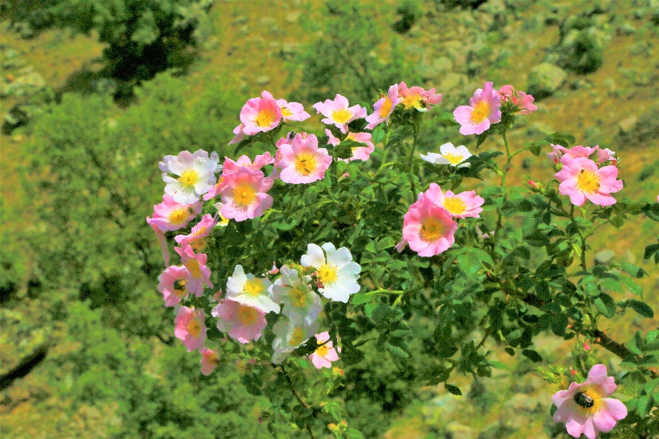 Rosa fiore primavera natura