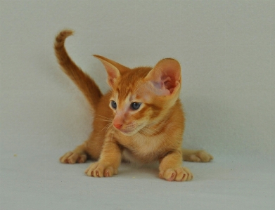 Kitten oriental red cat Photo