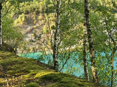 Foto Alam danau pohon birch
 hijau