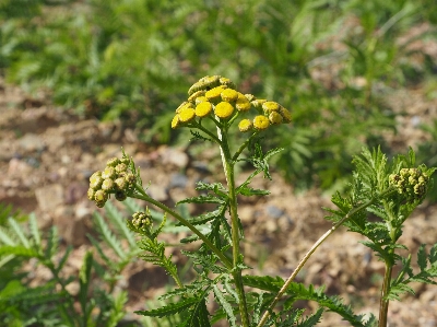 Flower yellow green flowering plant Photo