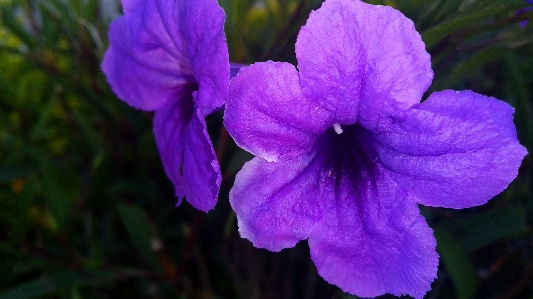 Foto Alami tanaman berbunga
 daun bunga petunia meksiko
