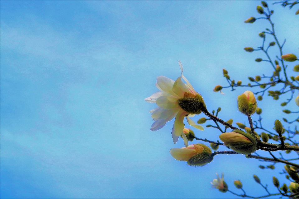 Blume frühling natur anlage