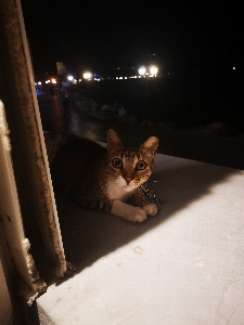 Katze straße streunend
 augen Foto