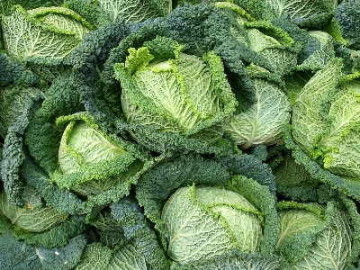 サボイキャベツ
 キャベツ 野菜 食べ物 写真