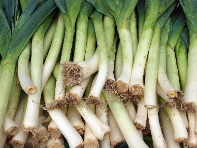 Leek onions vegetables food Photo